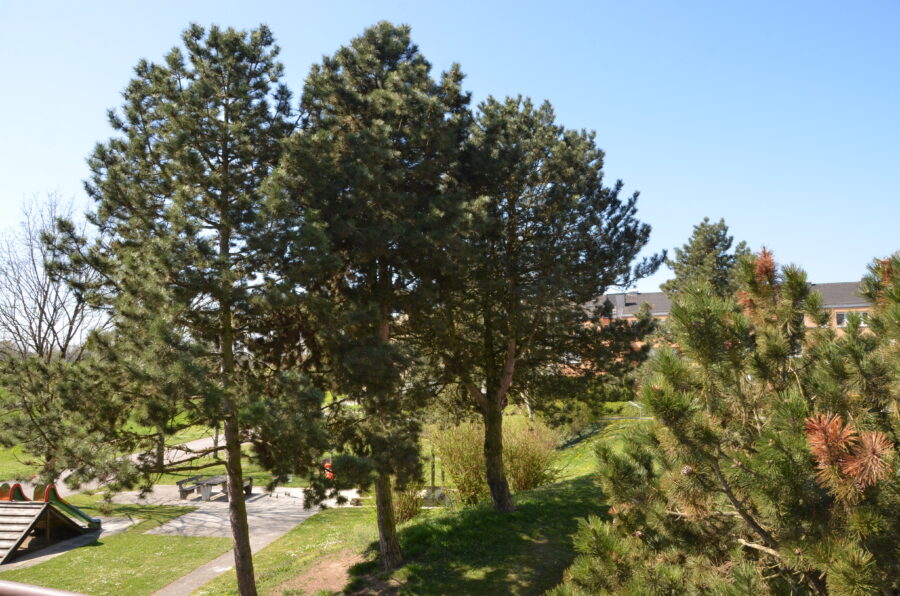 Ideal aufgeteilte 3-Zimmer-Wohnung mit großzügigem Balkon im 2ten Stock mit Ausblick ins Grüne, Bad mit Badfenster und WC getrennt **kein Lift** - DSC_4191